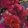 Guerlain Aqua Allegoria Forte Rosa Rossa woda perfumowana Podgląd zdjęcia produktu 13