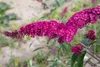 Buddleja davidii 'Royal Red', Schmetterlingsflieder, rot, Produktbild-Vorschau 10