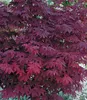 BALDUR Garten Japanischer Ahorn 'Burgund', 1 Pflanze, Produktbild-Vorschau 3