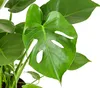 Dehner Fensterblatt-Monstera, geschlitztes Blattwerk, ca. Produktbild-Vorschau 2