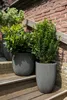 Three potted plants are arranged on wooden steps against a brick wall. Produktbild-Vorschau