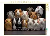 CALVENDO Puzzle viele Meerschweinchen übereinander | 2000 Produktbild-Vorschau 1
