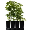 Sambuco Samyl 2L Anteprima dell’immagine prodotto 3