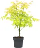 A potted Japanese Maple tree with light green and yellow leaves against a white background. Produktbild-Vorschau