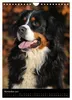 Berner Sennenhund 2027 (Wandkalender 2027 DIN A4 hoch), Produktbild-Vorschau 9
