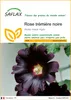 SAFLAX  - Rose trémière noire - 100 graines - Alcea Voir les images du produit 1