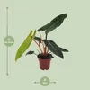 Filodendron billietiae „Baumfreund” - srednica 12cm, Podgląd zdjęcia produktu 2