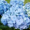 Hortensie - 6 Stk - Hydrangea macrophylla - Höhe 25-40cm - Produktbild-Vorschau 3