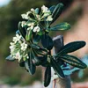 Pittospore du Japon - Pittosporum tobira nanum - Hauteur Voir les images du produit 4