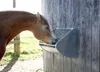 A horse is eating from a feeder attached to a wooden wall. Anteprima dell’immagine prodotto