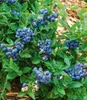 BALDUR Garten 3x Trauben-Heidelbeere 'Reka® Blue', Pflanzen Produktbild-Vorschau 2