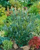 Prunus laurocerasus 'Diana', Kirschlorbeer, immergrün, Produktbild-Vorschau 5
