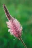 Plantago lanceolata, Spitzwegerich, ca. 9x9 cm Topf Produktbild-Vorschau 2