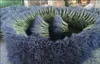 Bouquets de lavande séchée pour la décoration intérieure et Voir les images du produit 4