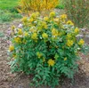 Mahonia aquifolium, Gewöhnliche Mahonie, immergrün, 30–40 Produktbild-Vorschau 10