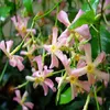 Sternjasmin 2er Set Rosa - Stern von Sizilien - Produktbild-Vorschau 3