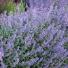 6 x mačacia šanta - Nepeta faassenii | kvetináč 9cm x 9cm Náhľad obrázku produktu 2