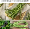 Meterbohne Samen (Vigna unguiculata) - Spargelbohnen Produktbild-Vorschau 4