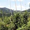 Ceylon Zimt, gemahlen, BIO, 250g Produktbild-Vorschau 3