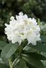 Rhododendron PG 1 Cunninghams White 40-50 cm, im Topf, Produktbild-Vorschau 8