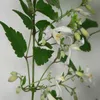 A close-up view of a flowering plant with white and yellow blossoms and green leaves against a white background. Produktbild-Vorschau