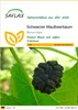 SAFLAX - Schwarzer Maulbeerbaum - 200 Samen - Morus nigra Produktbild-Vorschau 1