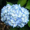 2 x  Ortensia  - Hydrangea macrophylla 'Gertrud Glahn'  | Anteprima dell’immagine prodotto 1
