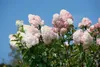 A close-up shot of a flowering hydrangea plant with pink and white blooms against a clear blue sky. Produktbild-Vorschau