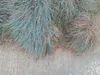Stauden Gänge 3 x Festuca glauca/cinerea 'Elijah Blue' im 1 Produktbild-Vorschau 7