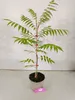 Rhus typhina, fluweelboom, hoogte 80 cm, pot van 2 liter Productafbeelding-voorbeeld 2