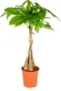 Bloomique - Pachira Aquatica - Glückskastanie - Produktbild-Vorschau 1