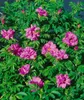 Rosa rugosa, Apfelrose, pink, 30–40 cm Produktbild-Vorschau 10