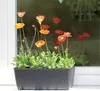 A planter box filled with poppies is placed in front of a window. Voir les images du produit