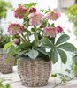 BALDUR Garten 1x Christrose 'Double Ellen Picotée', Pflanze Produktbild-Vorschau 1