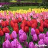 500 Tulpenzwiebeln – 5 farbenfrohe Sorten Produktbild-Vorschau 11