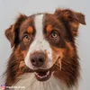 5 kg Schecker - Hundebrot - Hundekeks - die ideale Produktbild-Vorschau 5