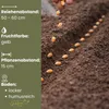 GardenTaurus®  Zuckermais Golden Bantam sehr süß Produktbild-Vorschau 3