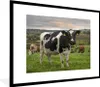 MuchoWow® MuchoWow® Gerahmtes Poster Kühe - Tags - Gras Produktbild-Vorschau 1