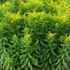 6 x Goldrute  - Solidago 'Strahlenkrone'  | Topf 9cm x 9cm Produktbild-Vorschau 2