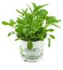 Enseleits Salbei Growers Salvia officinalis Produktbild-Vorschau 1
