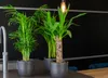 Bloomique - Yucca Elephantipes - Yucca Palme - Palmlilie - Produktbild-Vorschau 2
