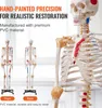 VEVOR Model ludzkiego szkieletu do anatomii, 182 cm Podgląd zdjęcia produktu 5