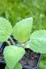 Muskatellersalbei, im Topf - Salvia sclarea Produktbild-Vorschau 15