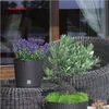 Two potted plants, lavender and an olive tree, are placed on a wicker table next to a wicker chair, with a window and curtains in the background. Produktbild-Vorschau