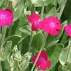 6 x Œillet de Vexier - Lychnis coronaria | pot 9cm x 9cm Voir les images du produit 2
