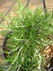 Kriechender Rosmarin Point du Raz - Rosmarinus officinalis Produktbild-Vorschau 3