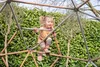 EXIT Metal Climbing Dome Dôme d'Escalade ø300cm – Cage Voir les images du produit 4