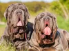 CALVENDO Puzzle Zwei Mastino Napoletano 2000 Teile Puzzle Produktbild-Vorschau 3