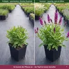 Stauden Gänge 10 x Salvia nemorosa 'Sensation Pink®' im 1 Produktbild-Vorschau 5