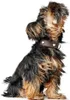 HUNTER Halsband Love braun 55 Produktbild-Vorschau 8